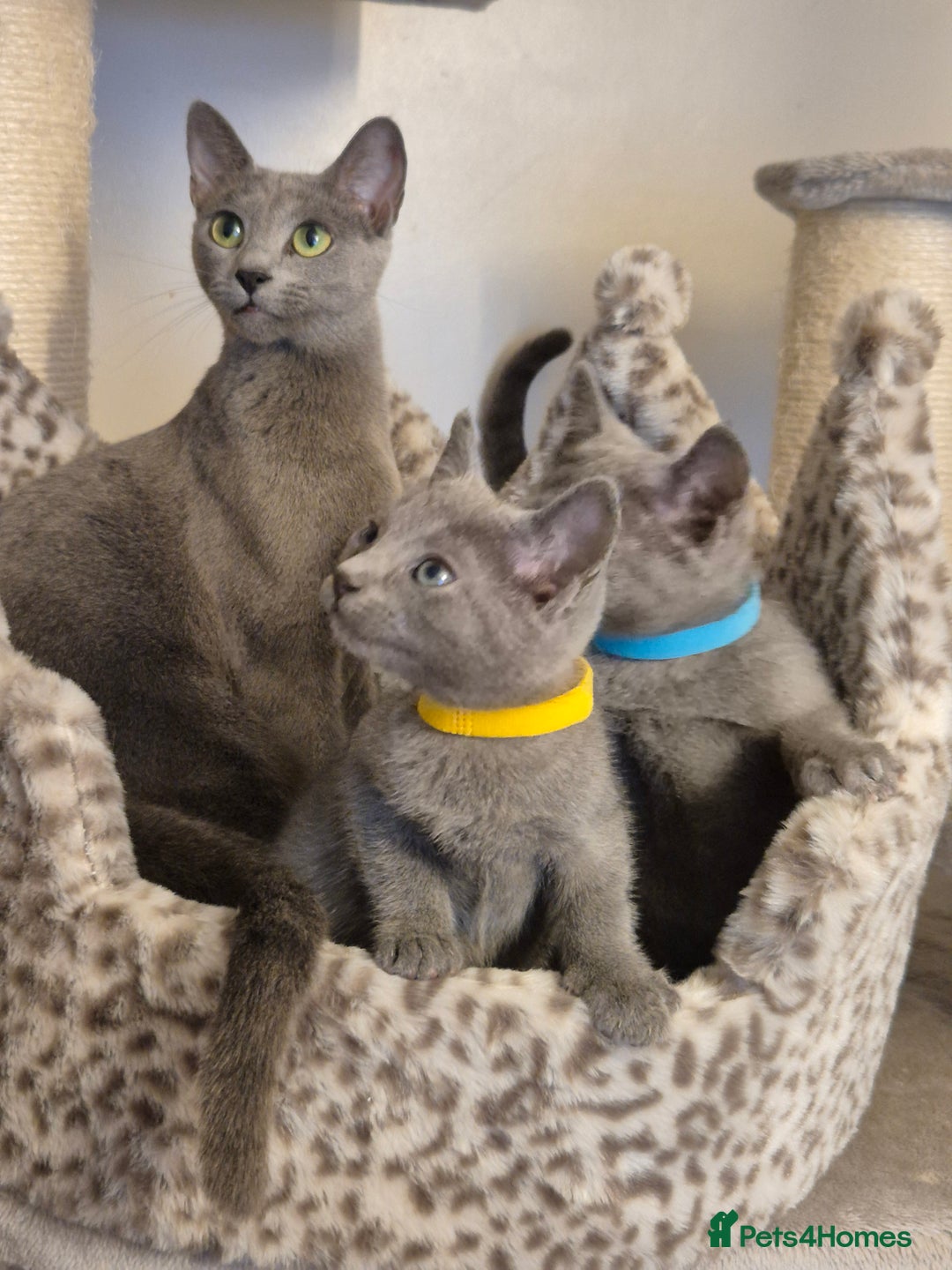 Russian Blue cats for sale: Amazing Russian Blue kittens 💙 - Advert 11