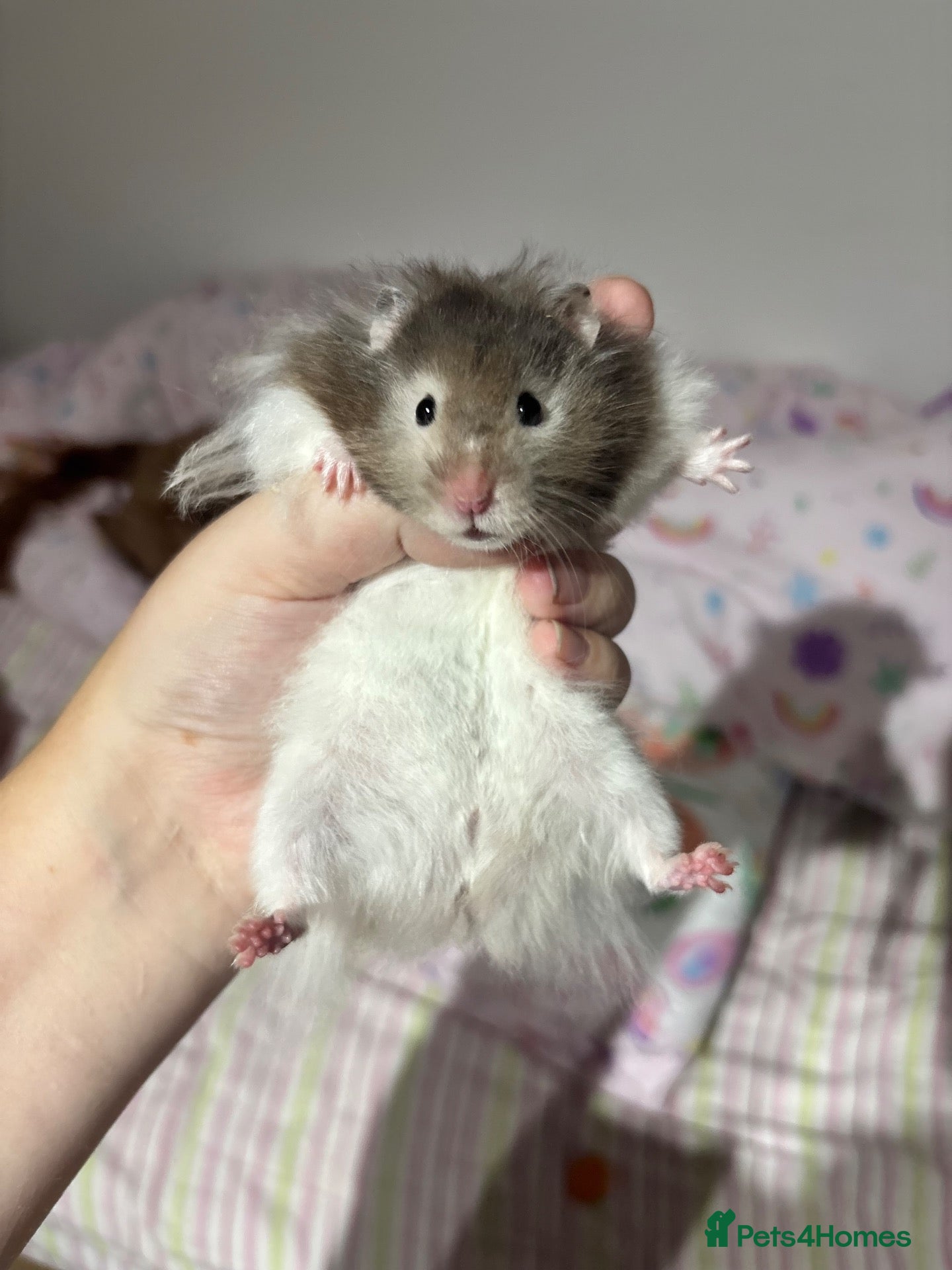 Hamster rodents Long hair Male Syiran hamster  - Advert 2
