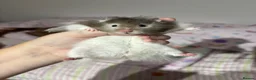 Hamster rodents for sale: Long hair Male Syiran hamster  - Advert 1