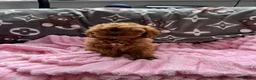Cavapoo dogs for sale: Cavapoo - Advert 17