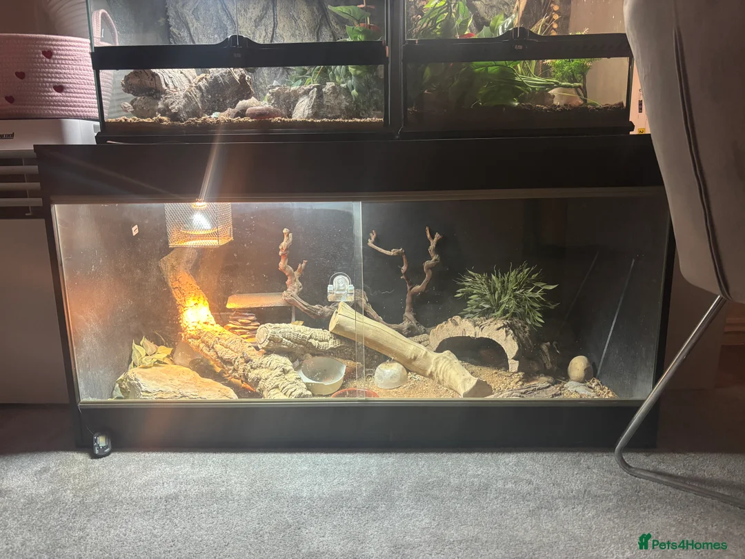 Bearded Dragon reptiles for sale: Red bearded dragon for sale with full set up - Advert 2