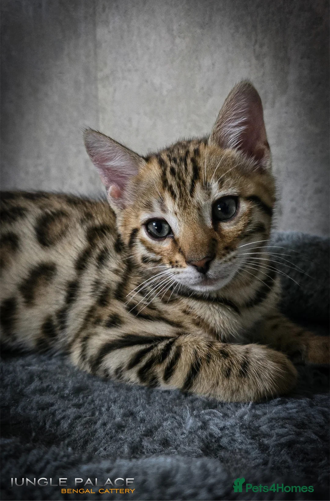 Bengal cats for sale: Waiting list open for kittens 2026-expecting 27.01 - Advert 25
