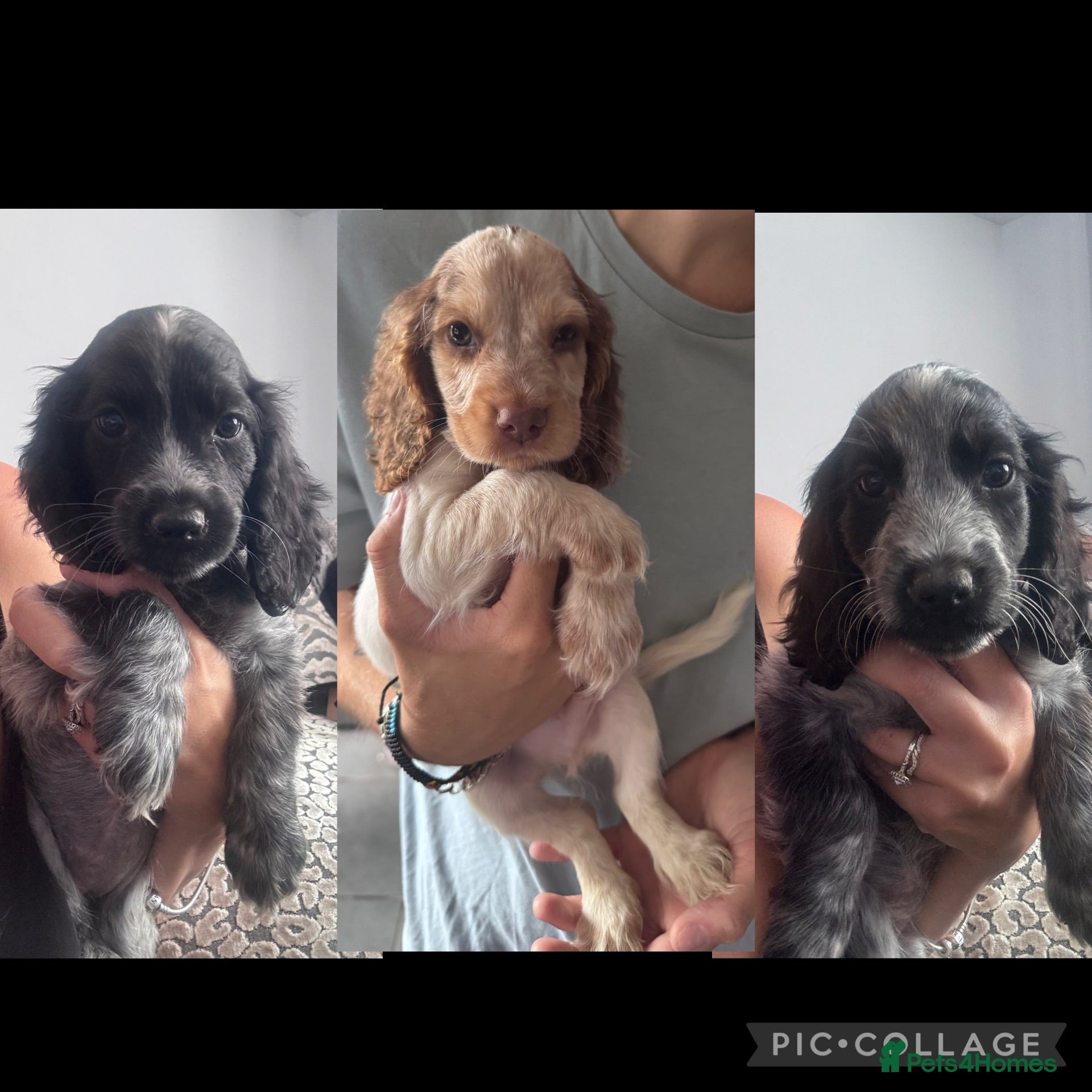 Cocker Spaniel dogs  Beautiful Litter of Show Cocker Spaniels  - Advert 7