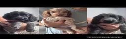 Cocker Spaniel dogs for sale:  Beautiful Litter of Show Cocker Spaniels  - Advert 4