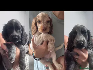 Cocker Spaniel dogs Beautiful Litter of Show Cocker Spaniels - Advert 2