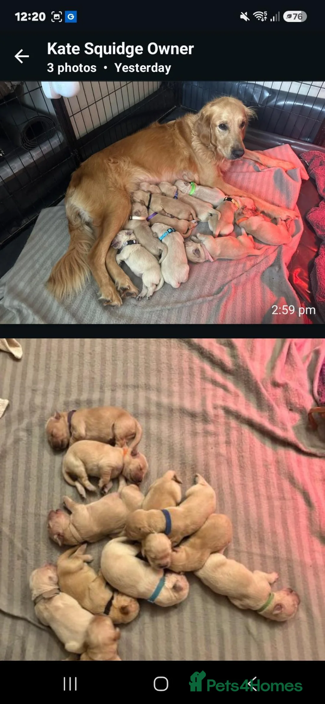 Golden Retriever dogs for stud: exceptional PROVEN dog available for stud  - Advert 2