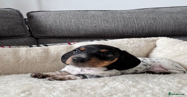 Miniature Dachshund dogs - Advert 4