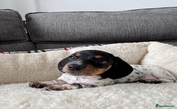 Miniature Dachshund dogs - Advert 11