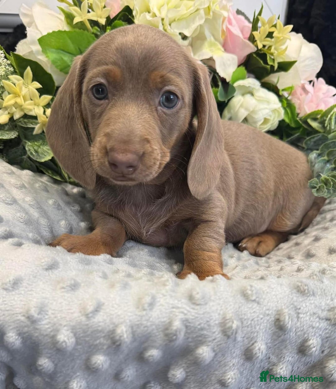 Miniature Dachshund dogs for sale: Miniature dachshunds - Advert 40