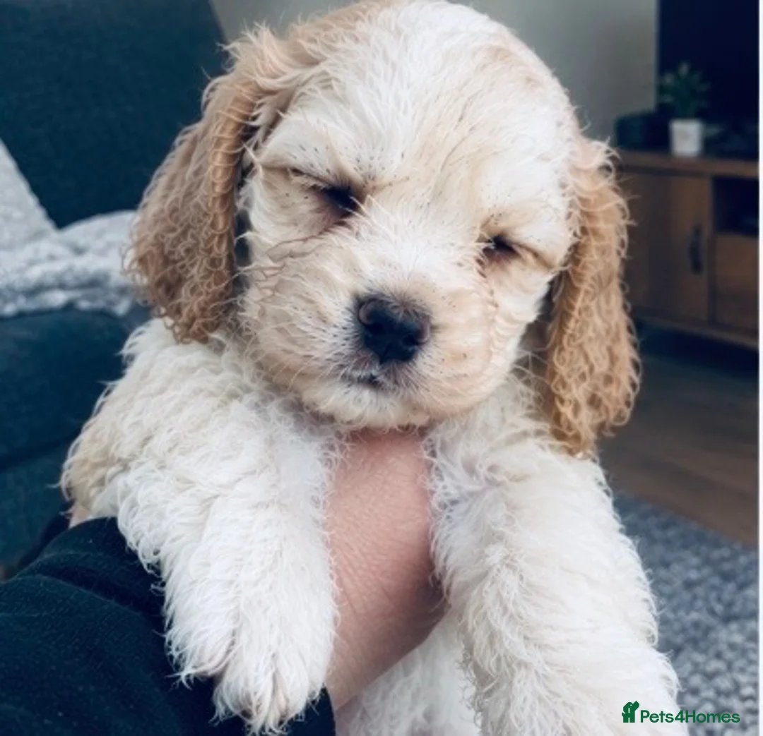Cocker Spaniel dogs for sale: Cocker spaniel puppies  in York - Advert 2