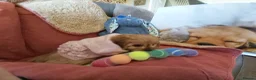 Cavapoo dogs for sale: Pedigree Cavapoo puppies health tested READY NOW - Advert 7