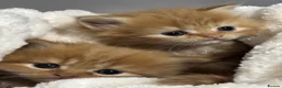 Persian cats for sale: Beautiful female ginger Persian kittens - Advert 5
