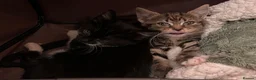 British Shorthair cats for sale: Rescue Kittens Looking for Forever Families  - Advert 18