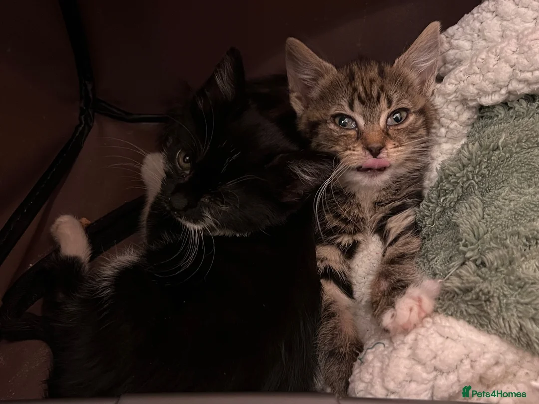 British Shorthair cats for sale: Rescue Kittens Looking for Forever Families  - Advert 18