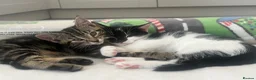 Mixed Breed cats for sale: Female tabby cat - Advert 7