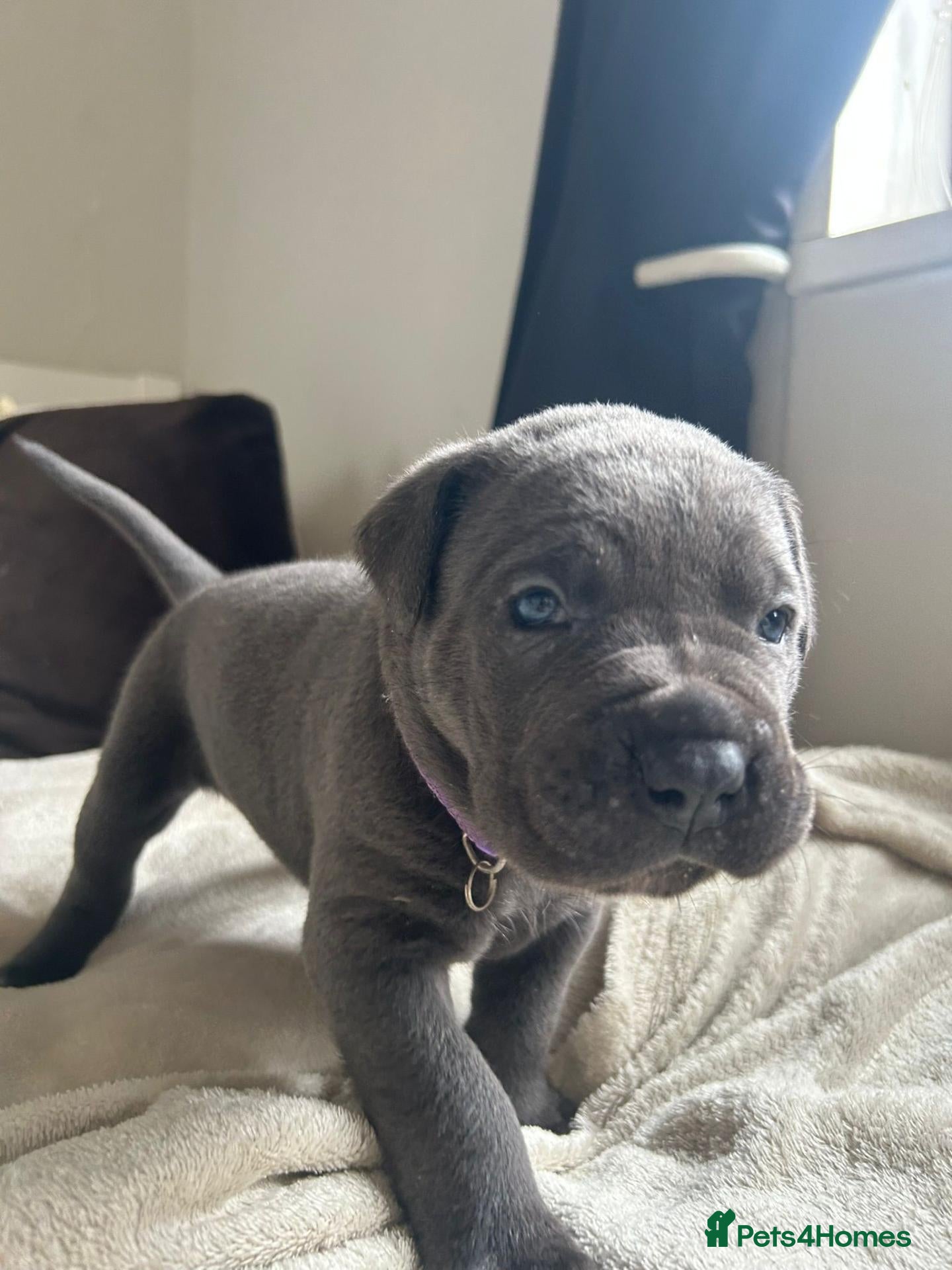 Cane Corso dogs Chunky Cane Corso Puppies - Advert 13