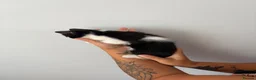 Mixed Breed cats for sale: Beautiful kittens - Advert 11