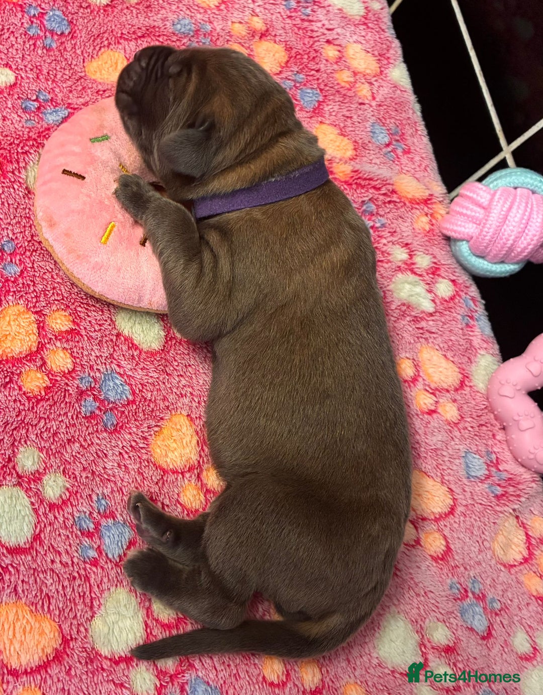 Cane Corso dogs for sale: 8 beautiful cane corsos  - Image 7