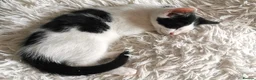 Mixed Breed cats for sale: Adorable Playful Kittens Looking for Forever Homes in London - Advert 17