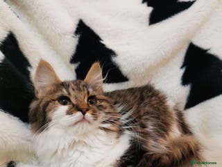 Mixed Breed cats Maine Coon Kittens - Advert 15