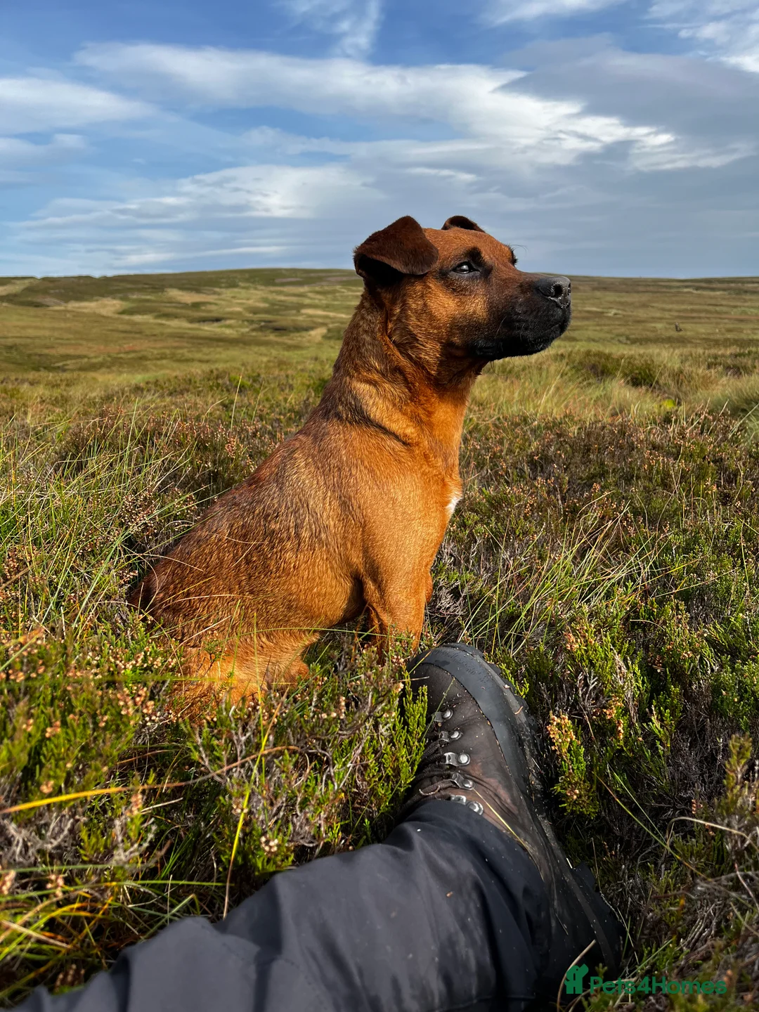 Patterdale Terrier dogs for stud: Super All Round Working Fell Terrier  in Hawes - Advert 4