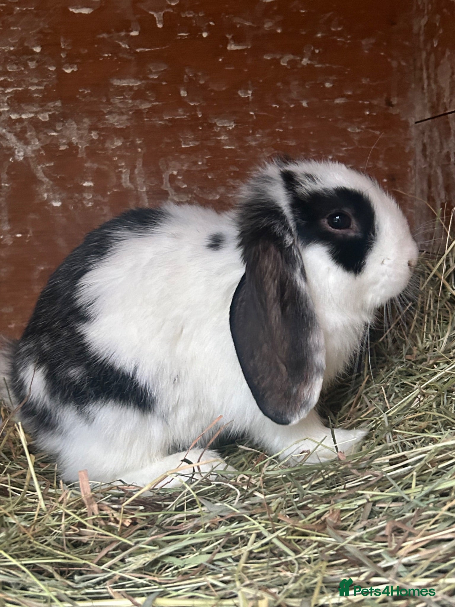 Mini Lop rabbits Stunning mini lop babies - fabulous temperaments  - Advert 15