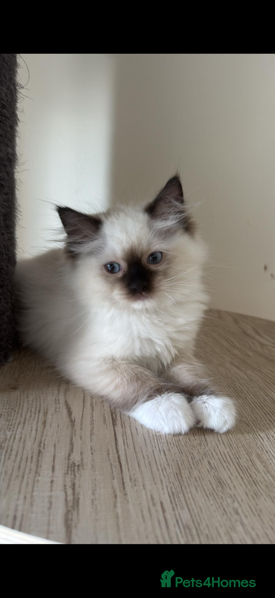 Ragdoll cats adorable  kittens ready to go home 28th April  - Advert 21