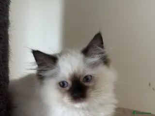 Ragdoll cats adorable kittens ready to go home 28th April - Advert 21