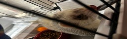English rabbits for sale: Ferret  - Advert 7