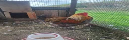 Chickens poultry for sale: LF Bahamas Rooster  - Advert 3