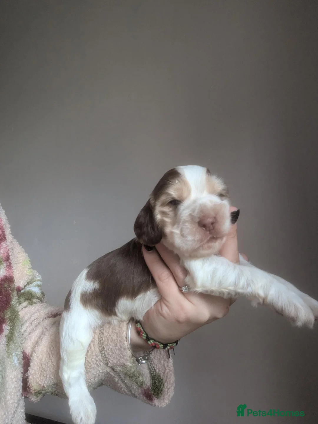 Cockapoo dogs for sale: Stunning Cockapoo Puppies - Advert 38