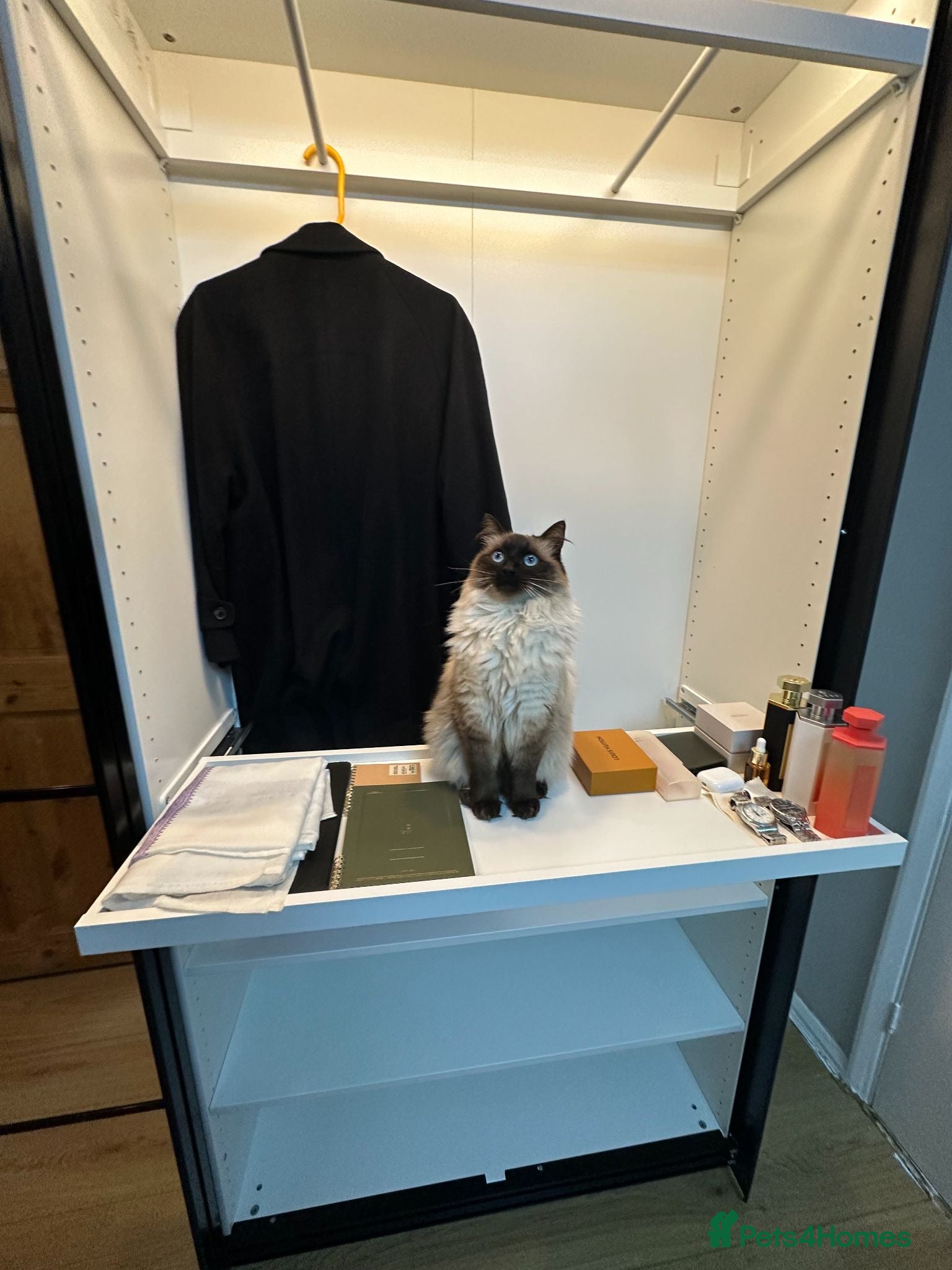 Ragdoll cats 22 Month old Pure Ragdoll Cat! - Advert 2