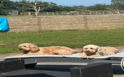 Cockapoo dogs for sale: F1 Cockapoo puppies  - Image 19