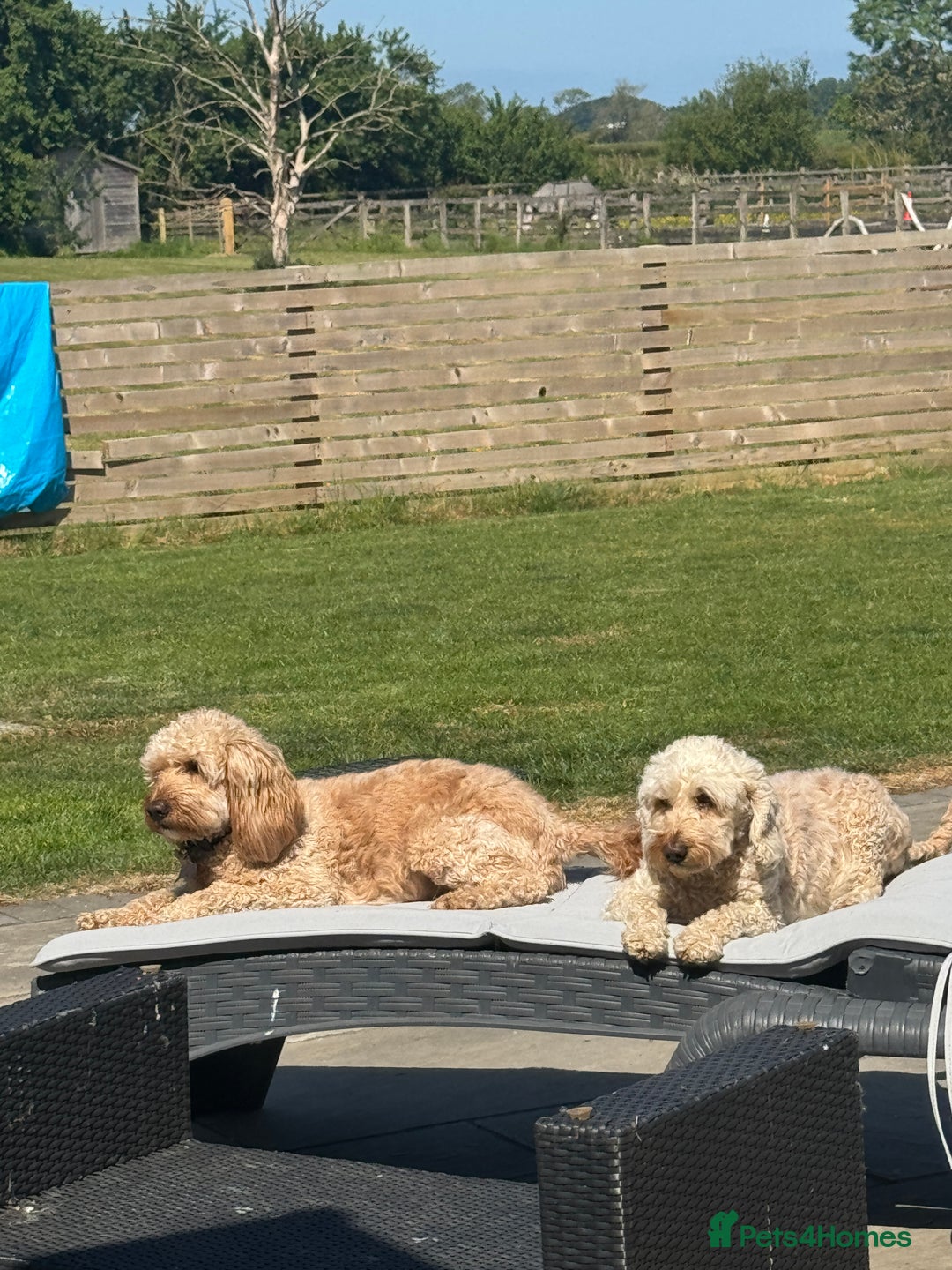 Cockapoo dogs for sale: F1 Cockapoo puppies  - Image 19