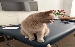 British Shorthair cats for sale: Beautiful British Shorthair Girl 2 Years Old - Image 2