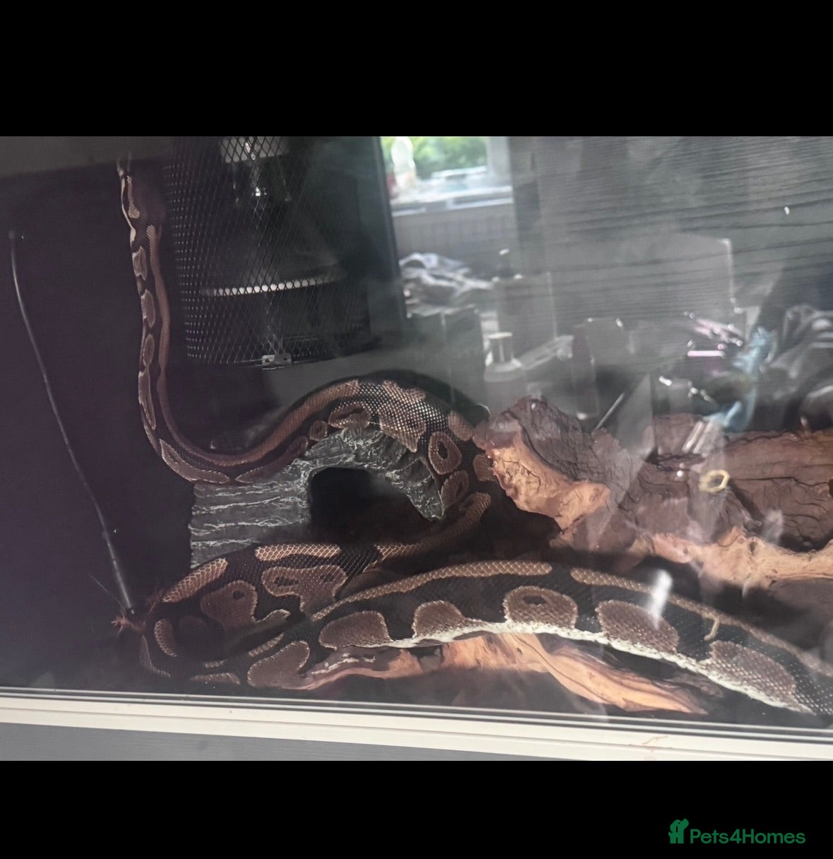 Python Snake reptiles Ball python  - Advert 2