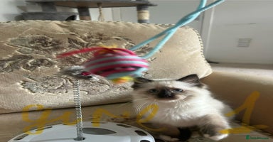 Ragdoll cats - Advert 1