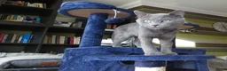 Russian Blue cats for sale: Pure Russian Blue kittens - Advert 9