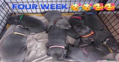 Staffordshire Bull Terrier dogs - Advert 13