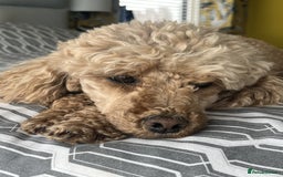Miniature Poodle dogs for sale: Bred for temperament , health and quality. - Image 10