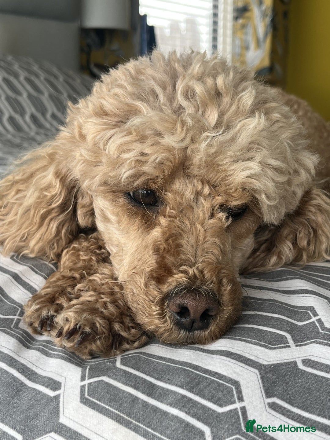 Miniature Poodle dogs for sale: Bred for temperament , health and quality. - Image 10