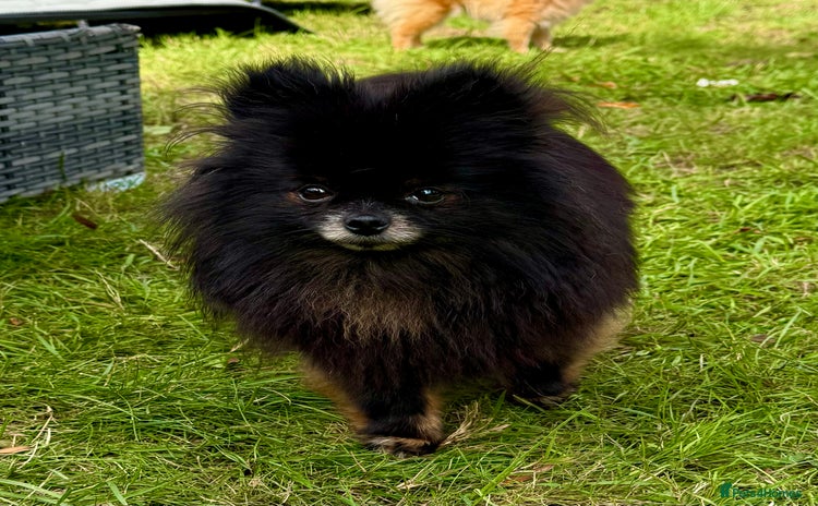 Pomeranian dogs - Advert 7
