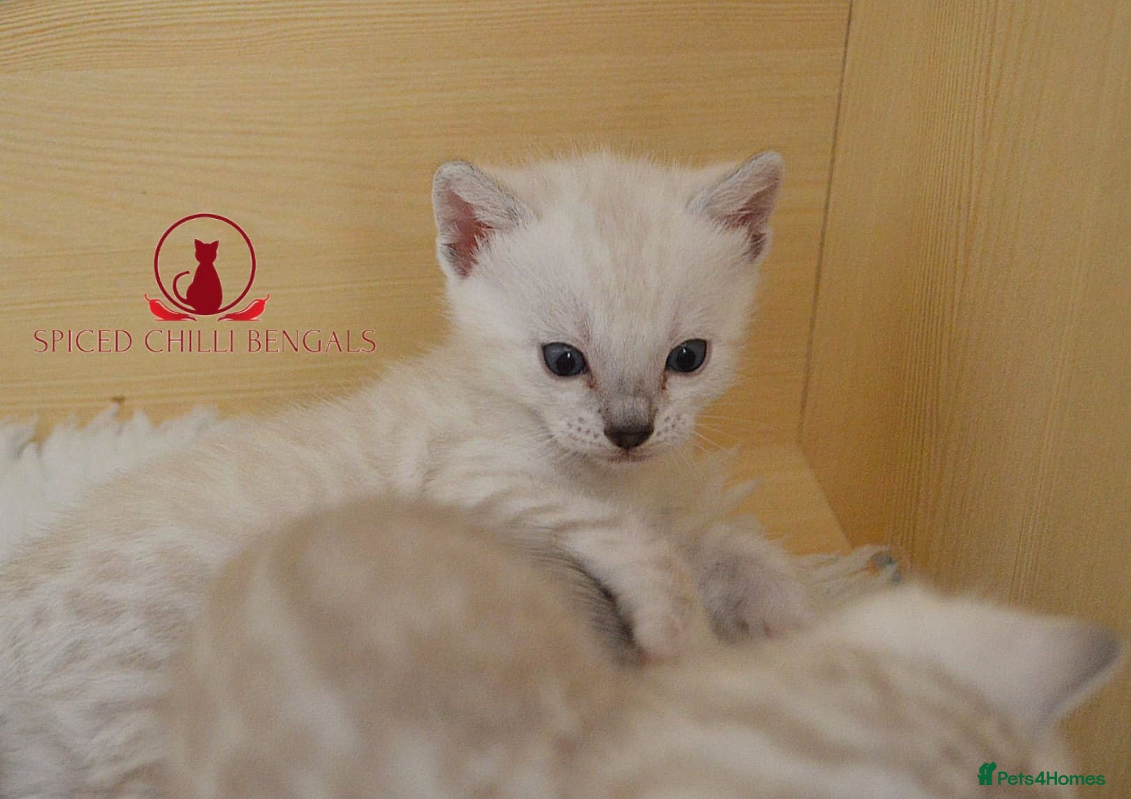 Bengal cats ✨️Last 2 glitter snow champion bengal kittens ✨️ - Advert 1