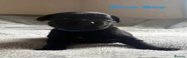 Cockerdor Puppy - Blue