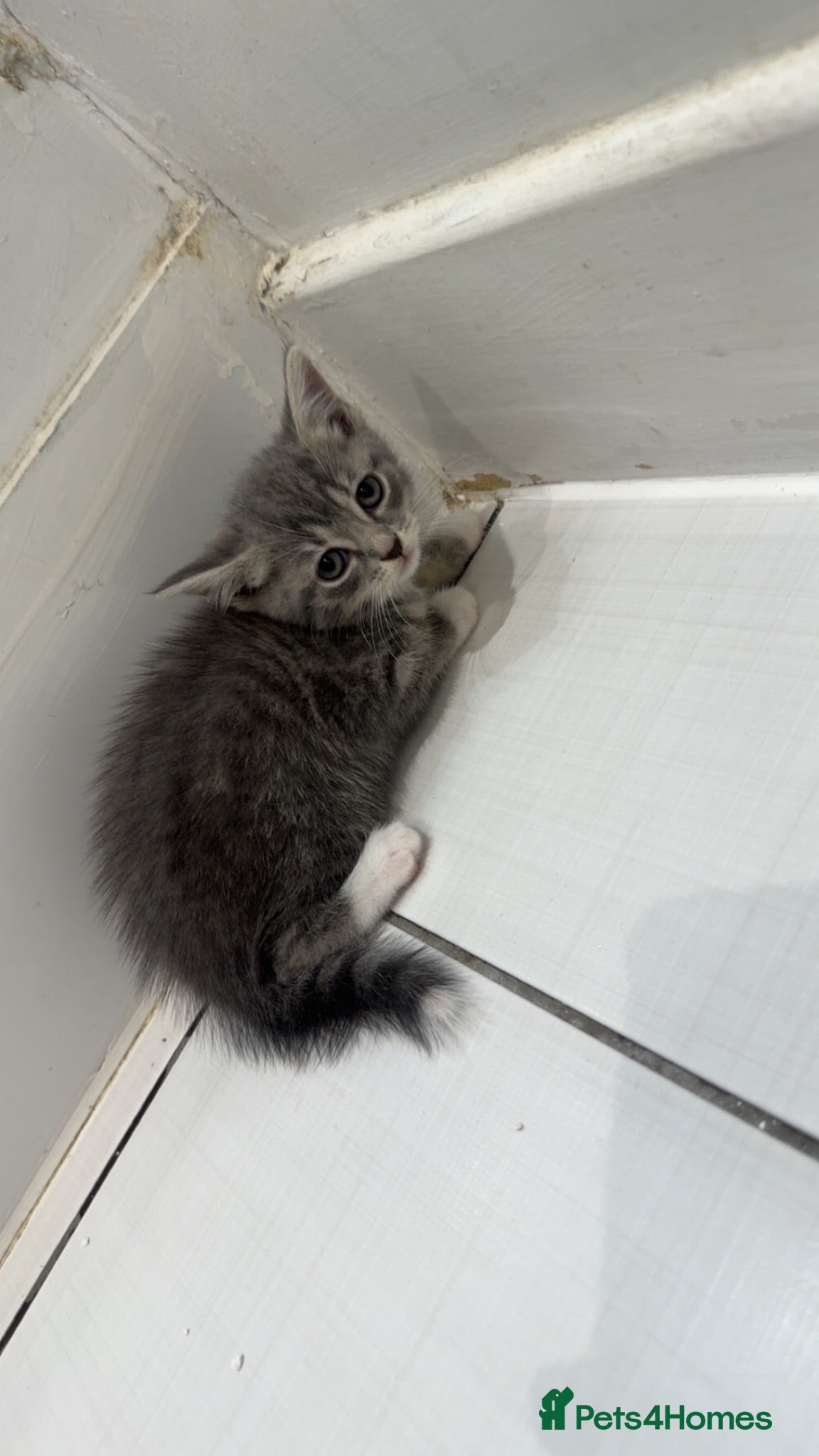 Mixed Breed cats Silver British short hair  - Advert 2