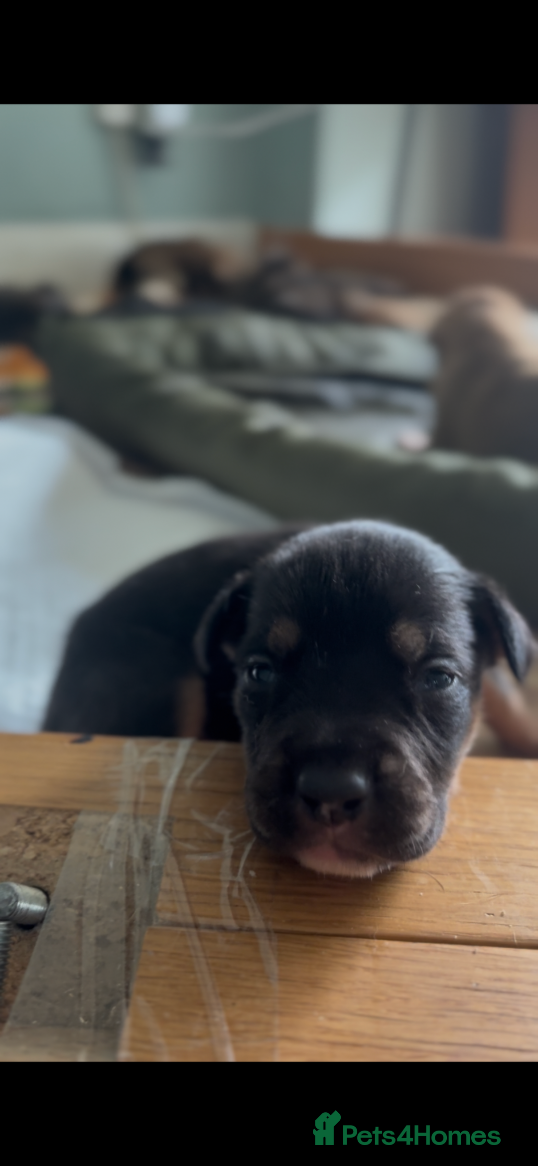 Mixed Breed dogs for sale: Puppies for Sale  - Image 4