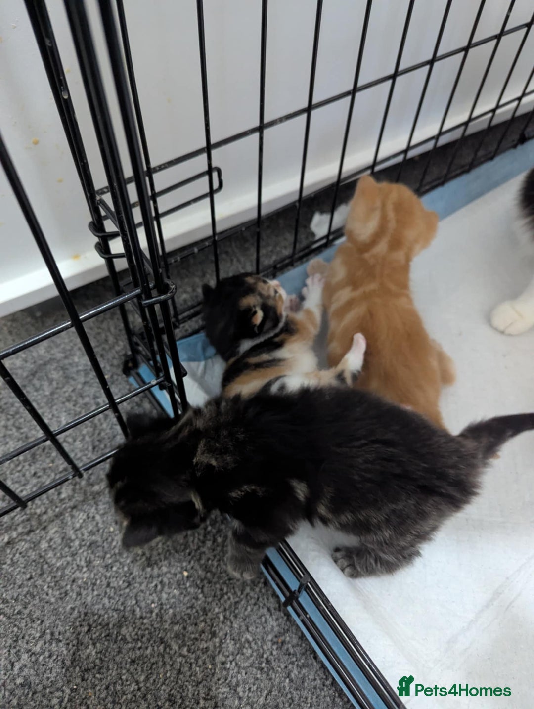 Mixed Breed cats for sale: Beautiful kittens - Image 4