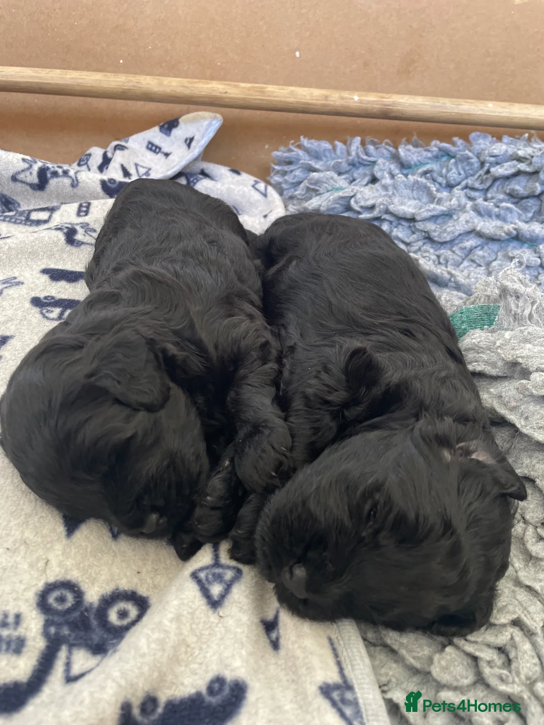 Labradoodle dogs for sale: F2B Miniture Labradoodle  in Saffron Walden - Advert 2