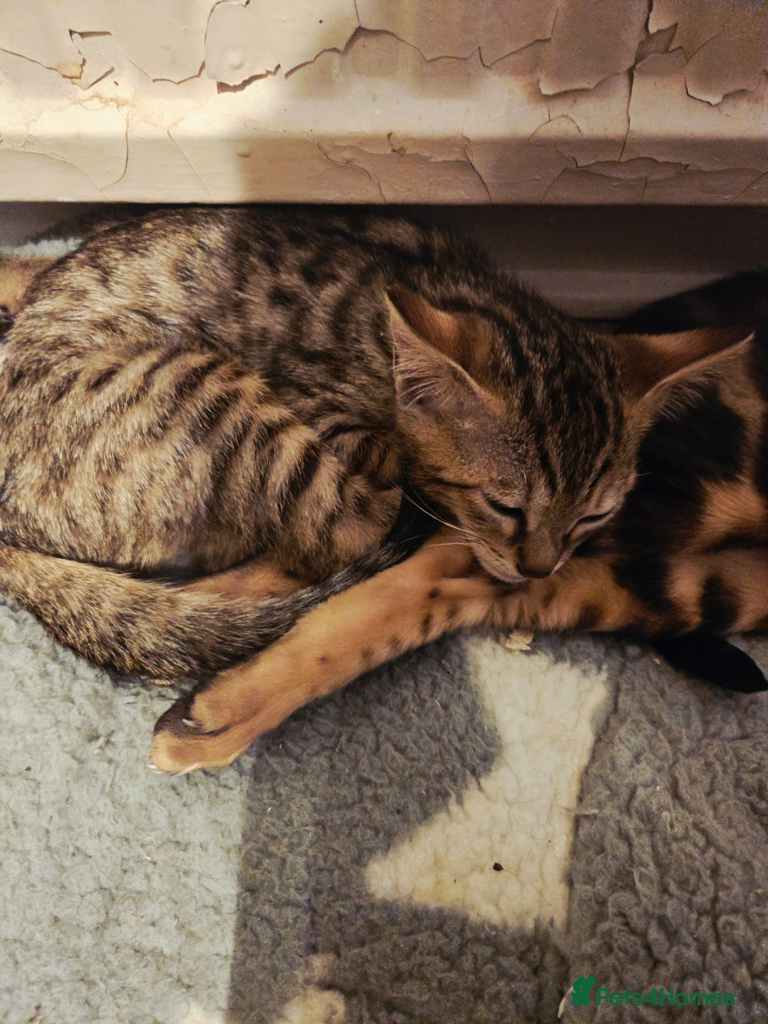 Bengal cats for sale: Two stunning little girls absolutely stunning!!!  - Advert 7