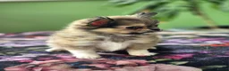 Chihuahua dogs for sale: Amazing Tiny Longcoat Chihuahua Puppies - Advert 11